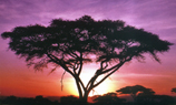 Abraham-Hicks Tree of Life