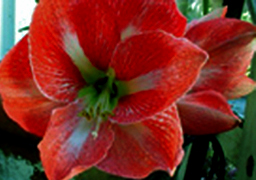 big red flower