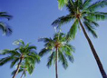 looking up at sky thru palms
