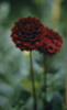 noble dark read flowers, green leaves reversed