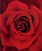 red rose very closeup