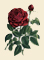 red rose, beige background