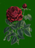 royal red rose