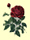 spiritual red rose