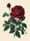 red rose, beige background reversed