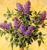 lilacs on branch reversed