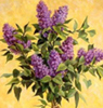 lilacs on branch