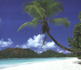 palm leaning over white beach