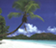 palm over beach